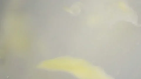 Bio ultra macro background. Video stock 102387846