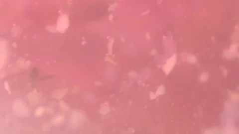 Bio ultra macro background. Video stock 102388913