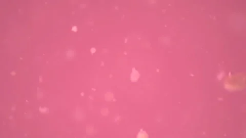 Bio ultra macro background. Video stock 102393151