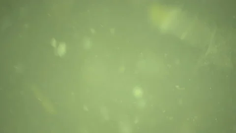 Bio ultra macro background. Video stock 102440158