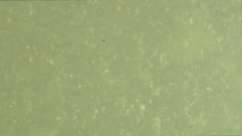 Bio ultra macro background. Video stock 102442912