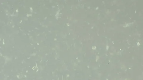 Bio ultra macro background. Video stock 102446856