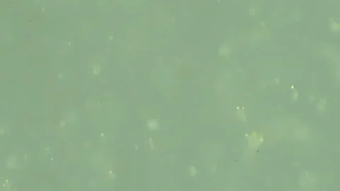 Bio ultra macro background. Video stock 102447502