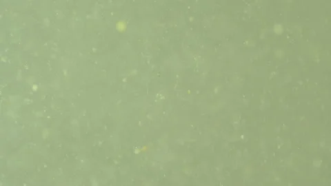 Bio ultra macro background. Video stock 102450188