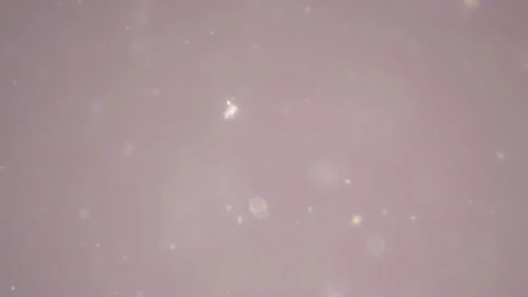 Bio ultra macro background. Video stock 102451021