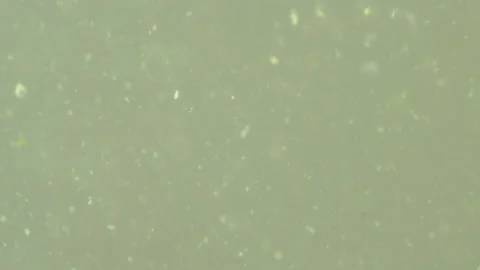 Bio ultra macro background. Video stock 102452001