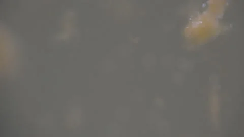 Bio ultra macro background. Video stock 102524714