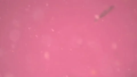 Bio ultra macro background. Video stock 102550093