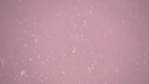 Bio ultra macro background. Video stock 102551654