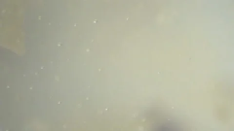 Bio ultra macro background. Video stock 102552298