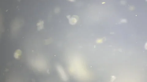 Bio ultra macro background. Video stock 102556178