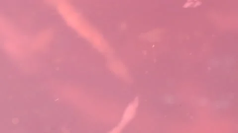 Bio ultra macro background. Video stock 102559302