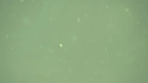 Bio ultra macro background. Video stock 102572601