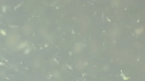 Bio ultra macro background. Video stock 102573069