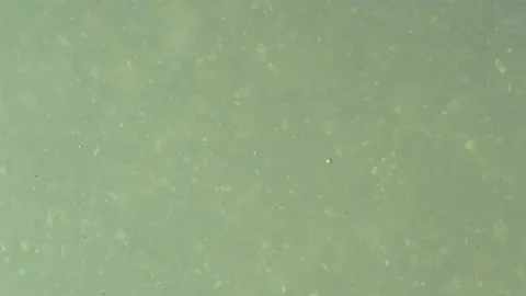 Bio ultra macro background. Video stock 102573352