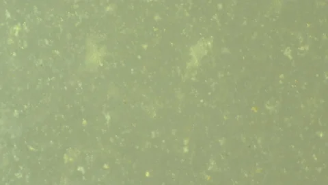 Bio ultra macro background. Video stock 102575687