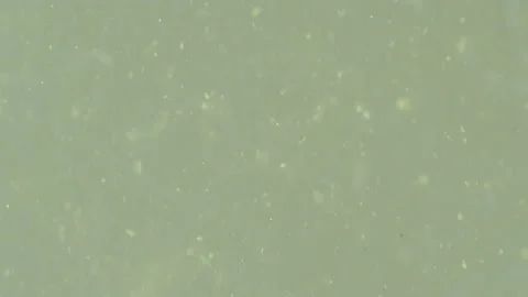 Bio ultra macro background. Video stock 102576389