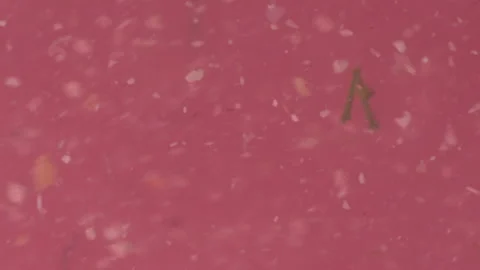 Bio ultra macro background. Video stock 102577551