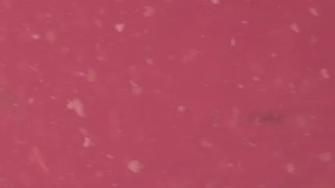 Bio ultra macro background. Video stock 102578090