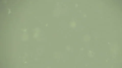 Bio ultra macro background. Video stock 102579374