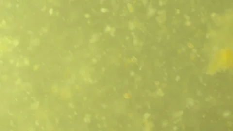 Bio ultra macro background. Video stock 102579955