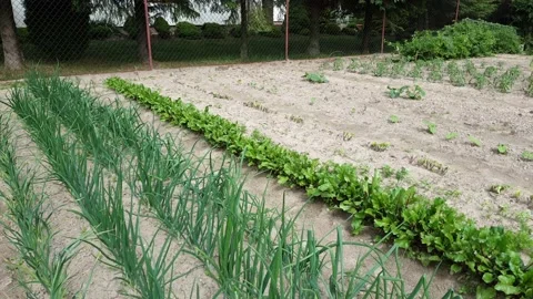 Bio vegetables growing at small home backyard Stock Footage 132268338