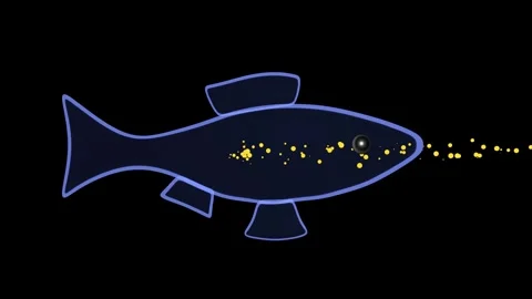 Bioaccumulation of particles in fish. 3d animation render. Stock Footage 346010724