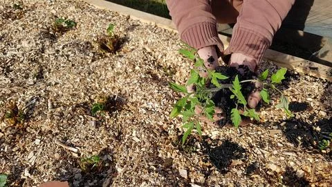 Biochar in the vegetable garden. using charcoal by a gardener holding a pla.. Stock Photos