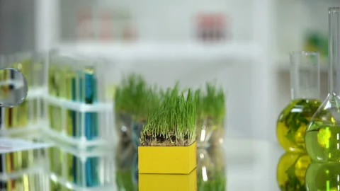 Biochemist examining wheatgrass sample with magnifying glass, nutritious quality Stock Footage 103347965