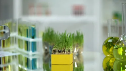 Biochemist examining wheatgrass sample with magnifying glass, nutritious quality Stock Footage 103374350