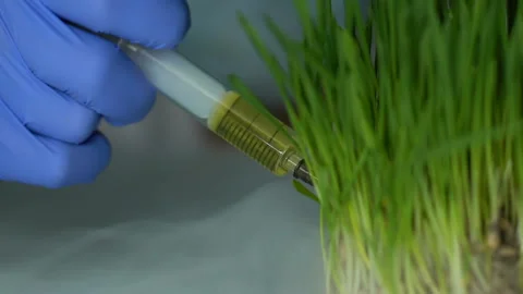 Biochemist injecting fertilizer into wheatgrass sample, pesticides development Stock Footage 104944399