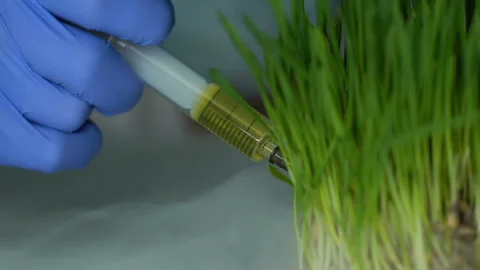Biochemist injecting fertilizer into wheatgrass sample, pesticides development Stock Footage 104947319
