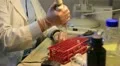 biochemist working in a laboratory HD Footage