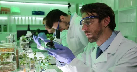 Biochemists Men Work Examine Genetically Engineered Seedlings Plants Laboratory Stock Footage 87926072