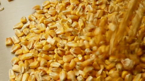 Biocorn2 Stock Footage 936997
