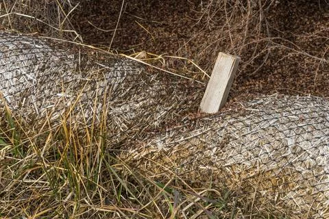 Biodegradable straw sock erosion guard anchored with wooden stick Stock Photos