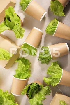 Biodegradable tableware and greens. The concept of zero waste. Stock Photos