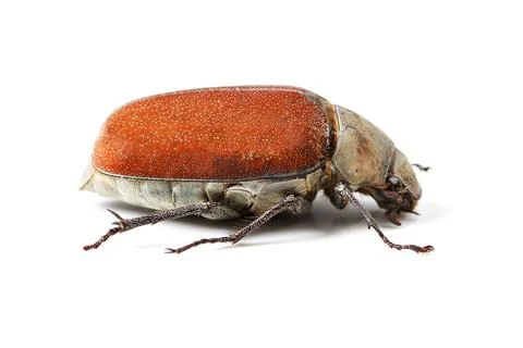 Biodiversity, bug and insect with closeup of beetle in studio for environment Stock Photos
