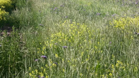 Biodiversity management in Dutch agricultural polder landscape Stock Footage