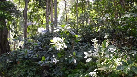 Biodiversity at Monkey Forrest Stock Footage