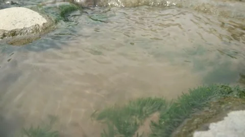 Biodiversity in the river Stock Footage 337607239