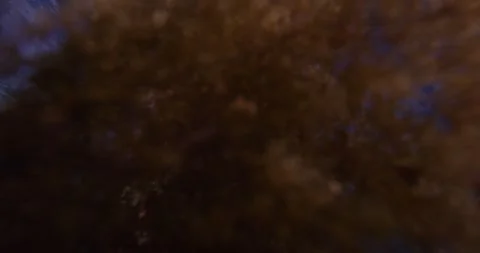 Biodiversity Under The Jetty, 8K Stock-Footage 334022362