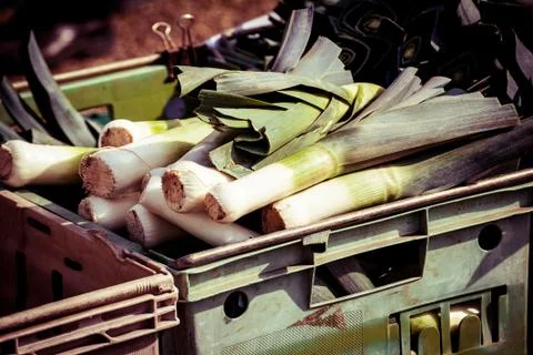 Biodynamic Leeks Stock Photos