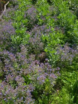 Biodynamic vegetable garden with broad  beans and borage plants Stock Photos