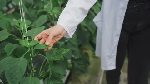 Bioengineer conducts experiment on plantation of growing bell peppers in Stock Footage 279248664