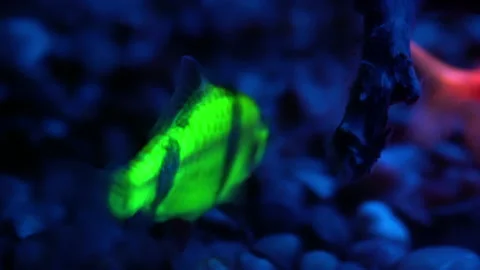 Bioengineered fish fluoresce in an aquarium. Stock Footage 325780142