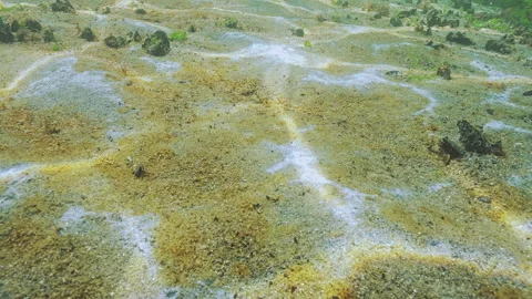 Biofilm of bacteria, micro algae, and other benthic microorganisms covers sandy Stock Footage 339369081
