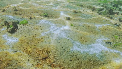 Biofilm of bacteria, micro algae with small gas bubbles, and other benthic Video stock 330269250
