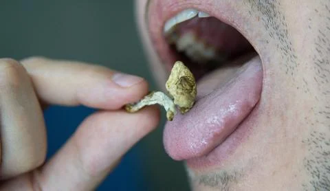 Biohacking and brain development with magic mushrooms.Strains of psilocybin m Stock Photos