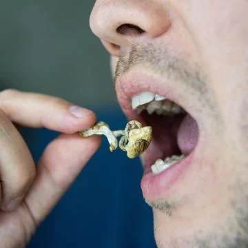 Biohacking and brain development with magic mushrooms.Strains of psilocybin m Foto stock